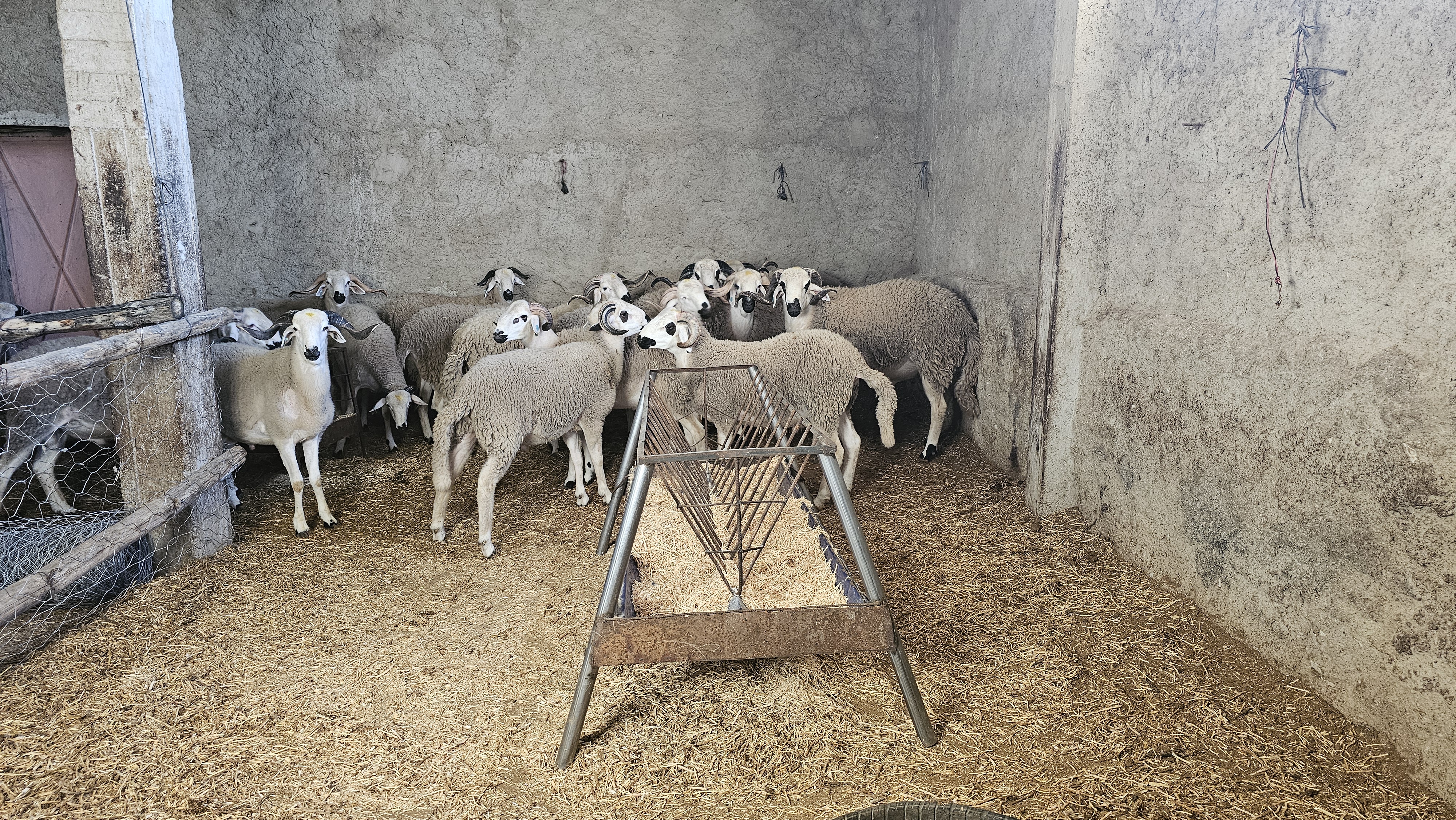 Atlas Sheep — Premium Livestock