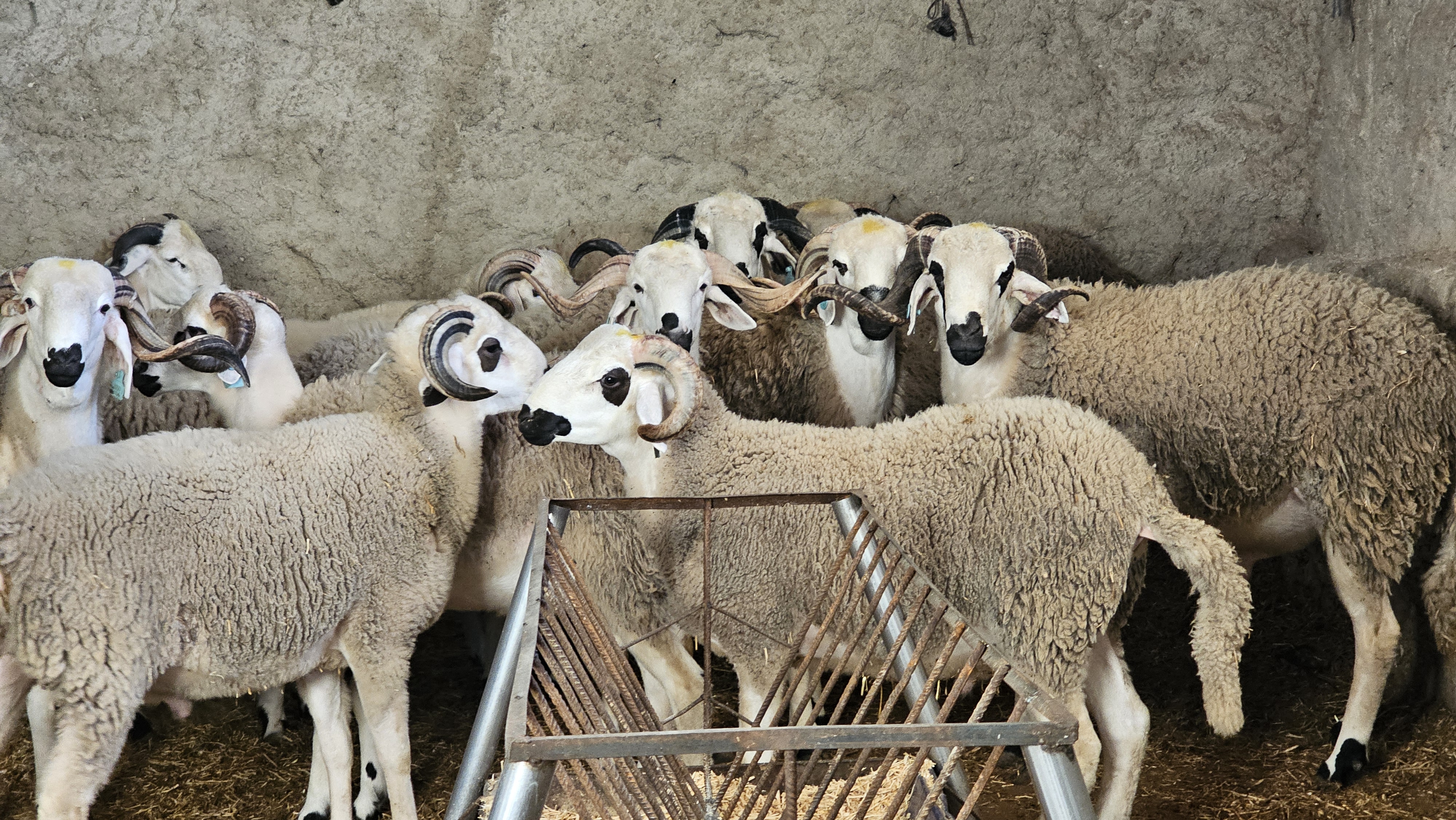 Our sheep in their natural habitat