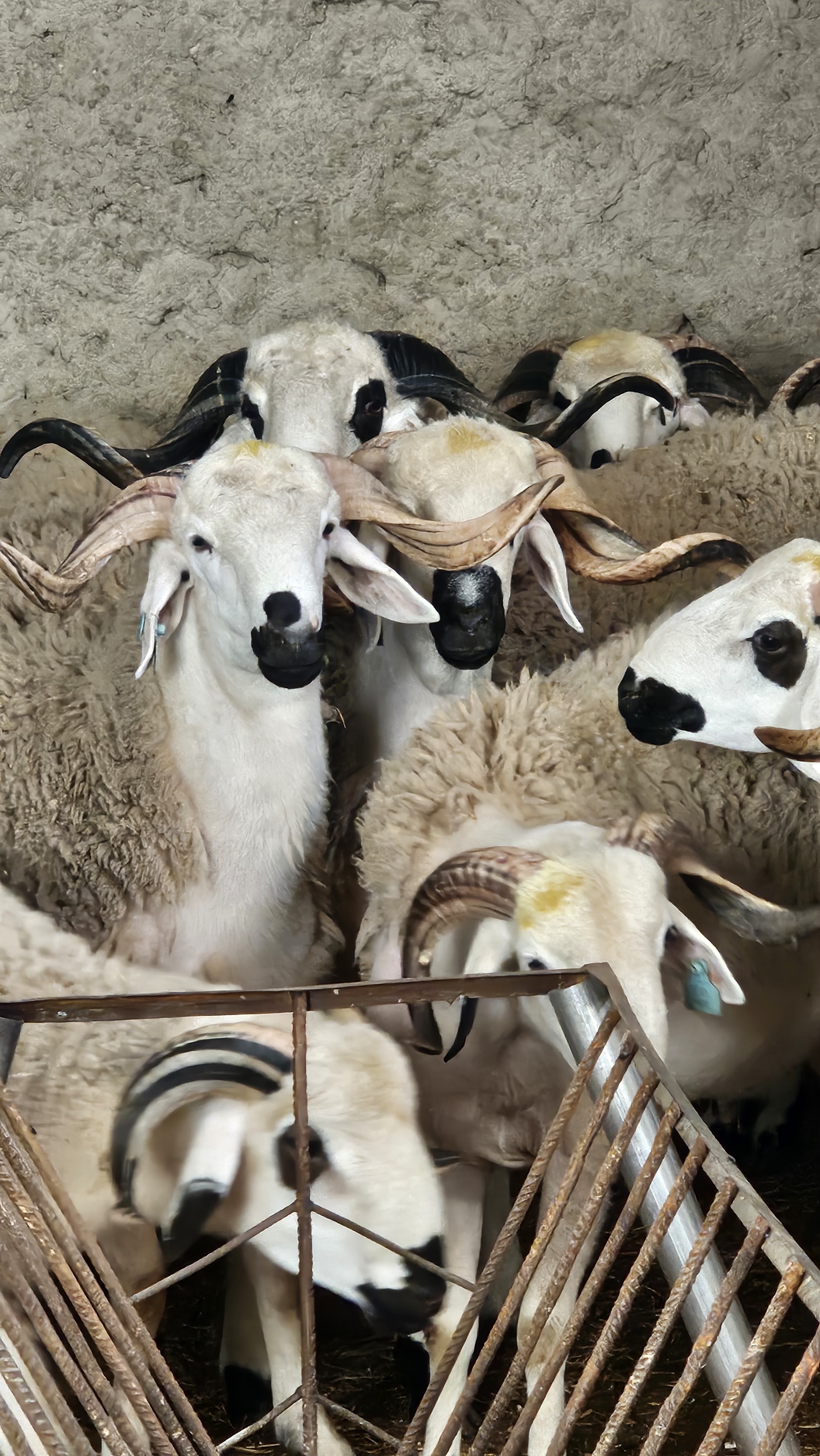 Fatima — The Executive