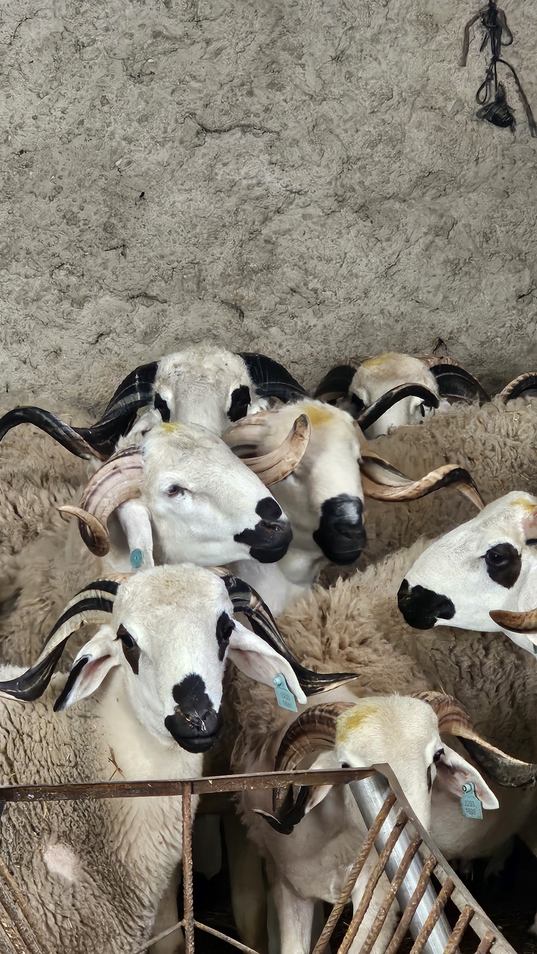 Hassan — The Veteran