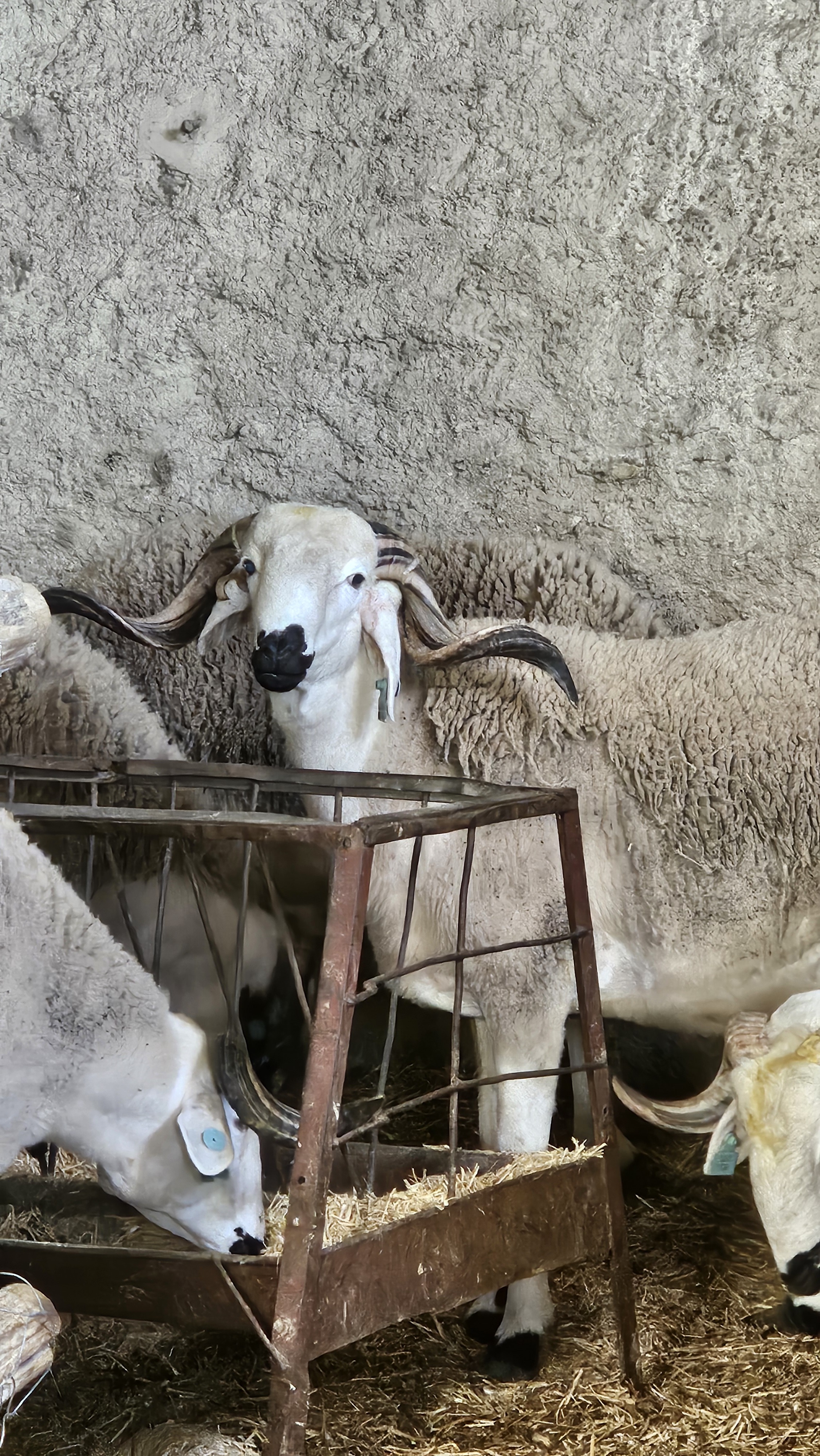 Karim — The Introvert