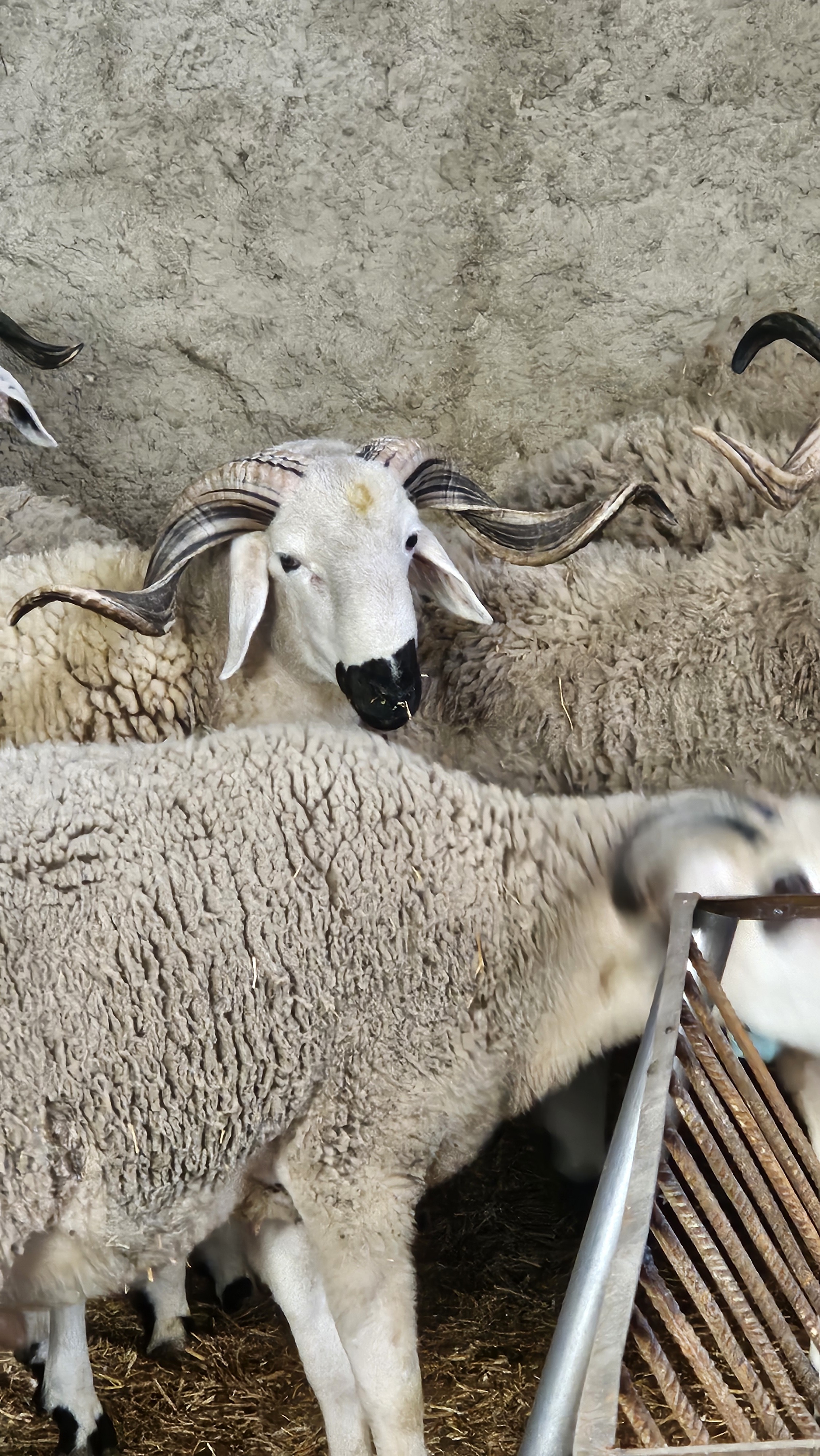 Simo — The Bold Choice